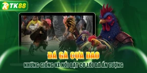 Đá Gà Cựa Dao | Những Giống Kê Nổi Bật Có Lối Đá Ấn Tượng