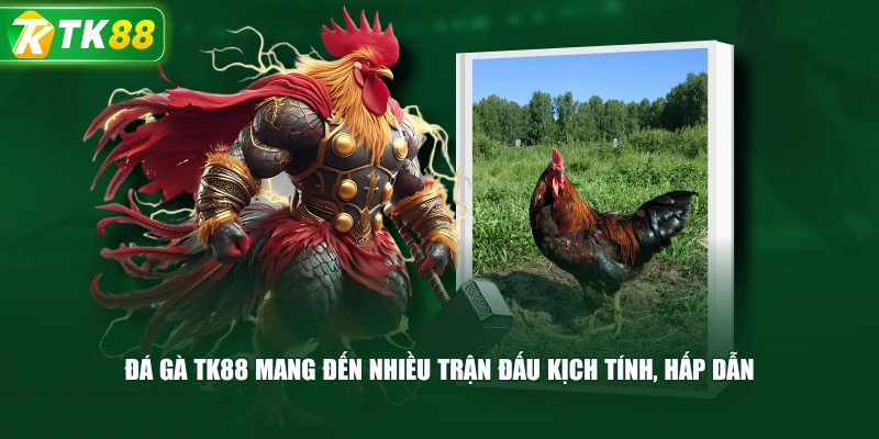 Đá Gà TK88 Mang Đến Nhiều Trận Đấu Kịch Tính, Hấp Dẫn 