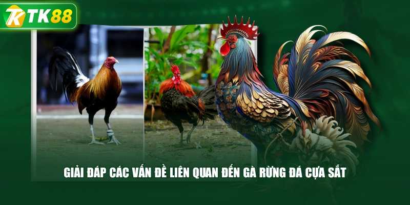 Giải Đáp Các Vấn Đề Liên Quan Đến Gà Rừng Đá Cựa Sắt