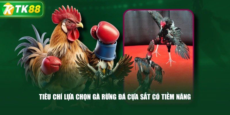 Tiêu Chí Lựa Chọn Gà Rừng Đá Cựa Sắt Có Tiềm Năng