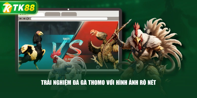 Trải Nghiệm Đá Gà Thomo Với Hình Ảnh Rõ Nét